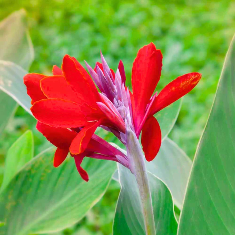 Canna Lily Flower Seeds