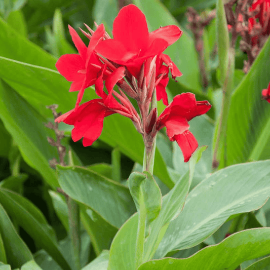 Red Canna Lily Flower Seeds for Planting – Heirloom, Non-GMO, Tropical, Perennial