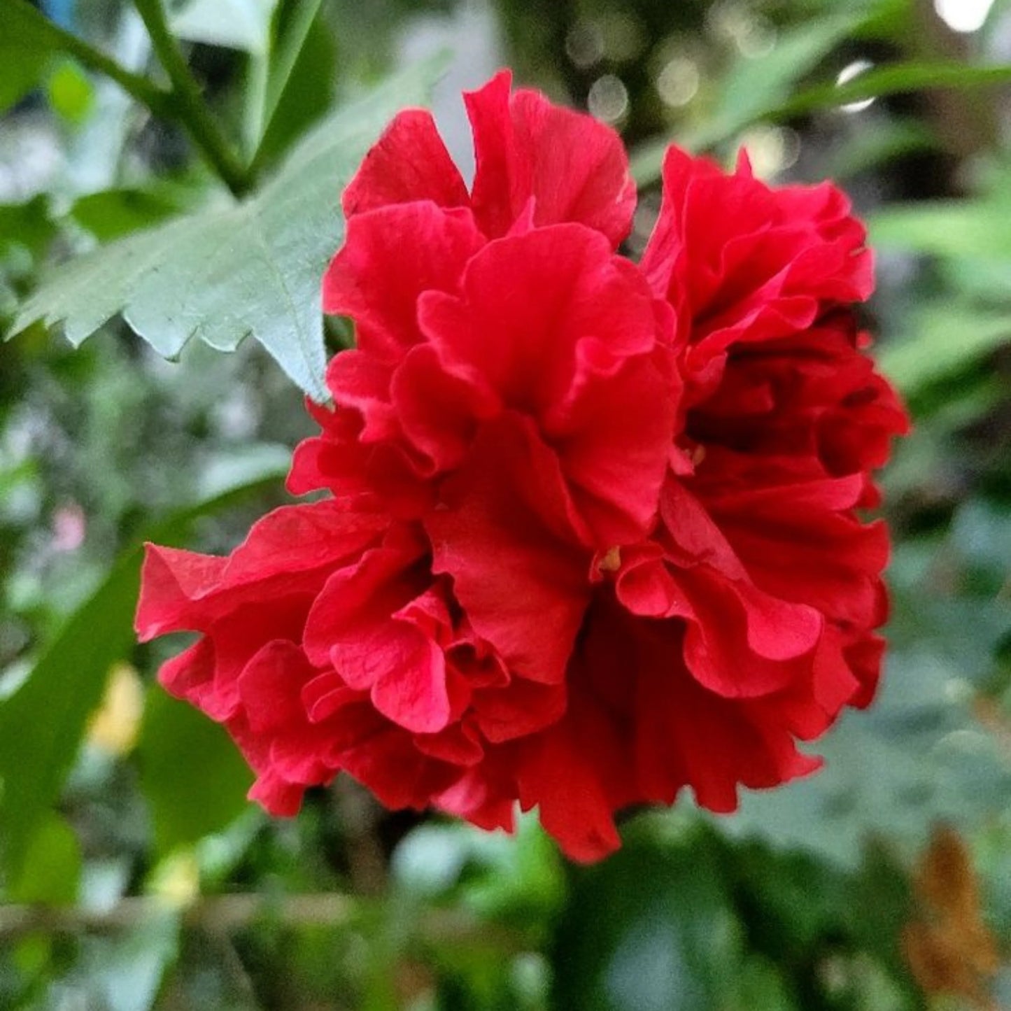 Double Red Hibiscus Flower Seeds