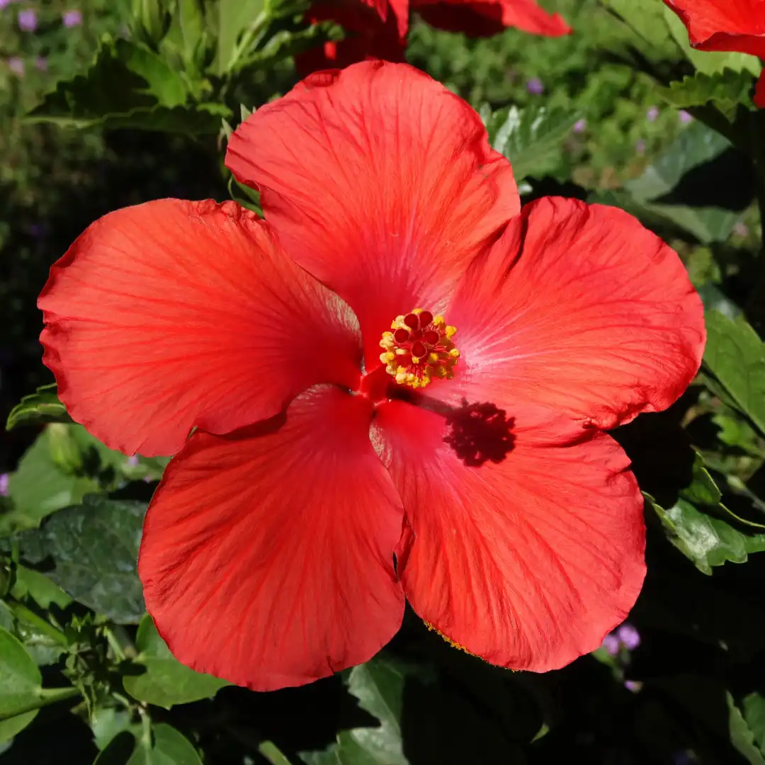 Red Hardy Hibiscus Flower Seeds