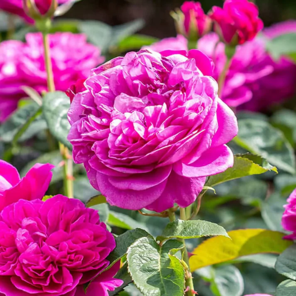 Pink Climbing Rose Flower Seeds