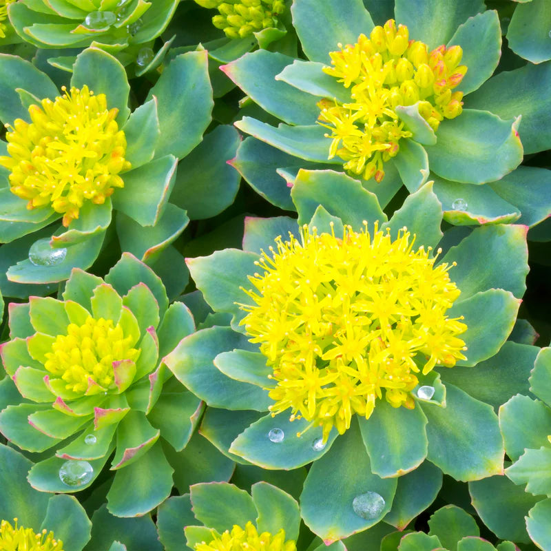 Rhodiola Rosea Herb Seeds for Planting – Heirloom, Non-GMO, Medicinal, Easy to Grow