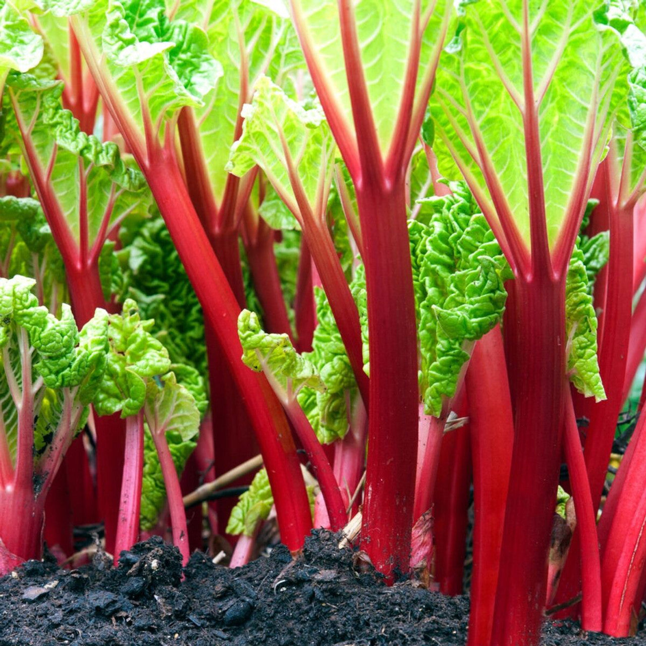 Rhubarb (Rheum) Vegetable Seeds for Planting – Heirloom, Non-GMO, Easy to Grow, Perennial