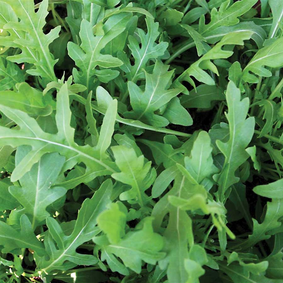 Rucola-Salat-Gemüsesamen