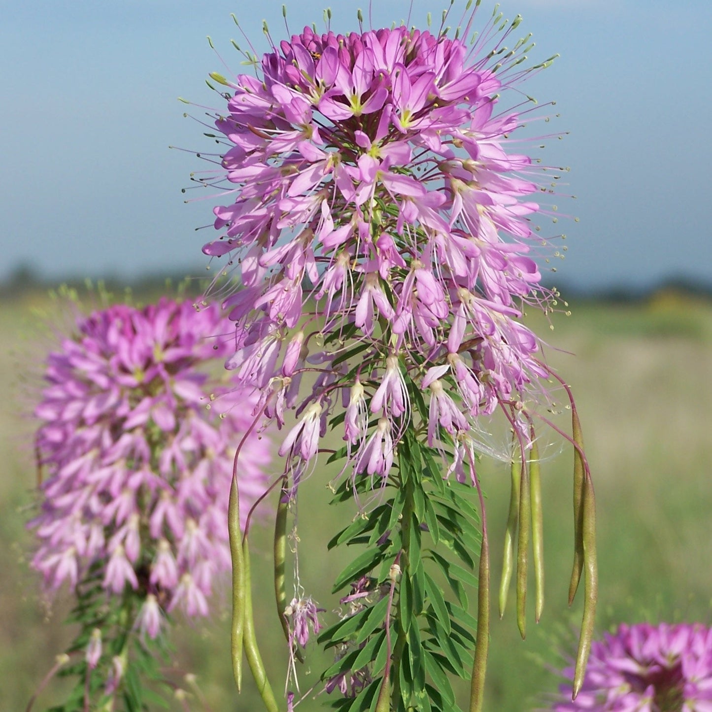 Cleome Serrulata Flower Seeds for Planting – Heirloom, Non-GMO, Easy to Grow, Annual