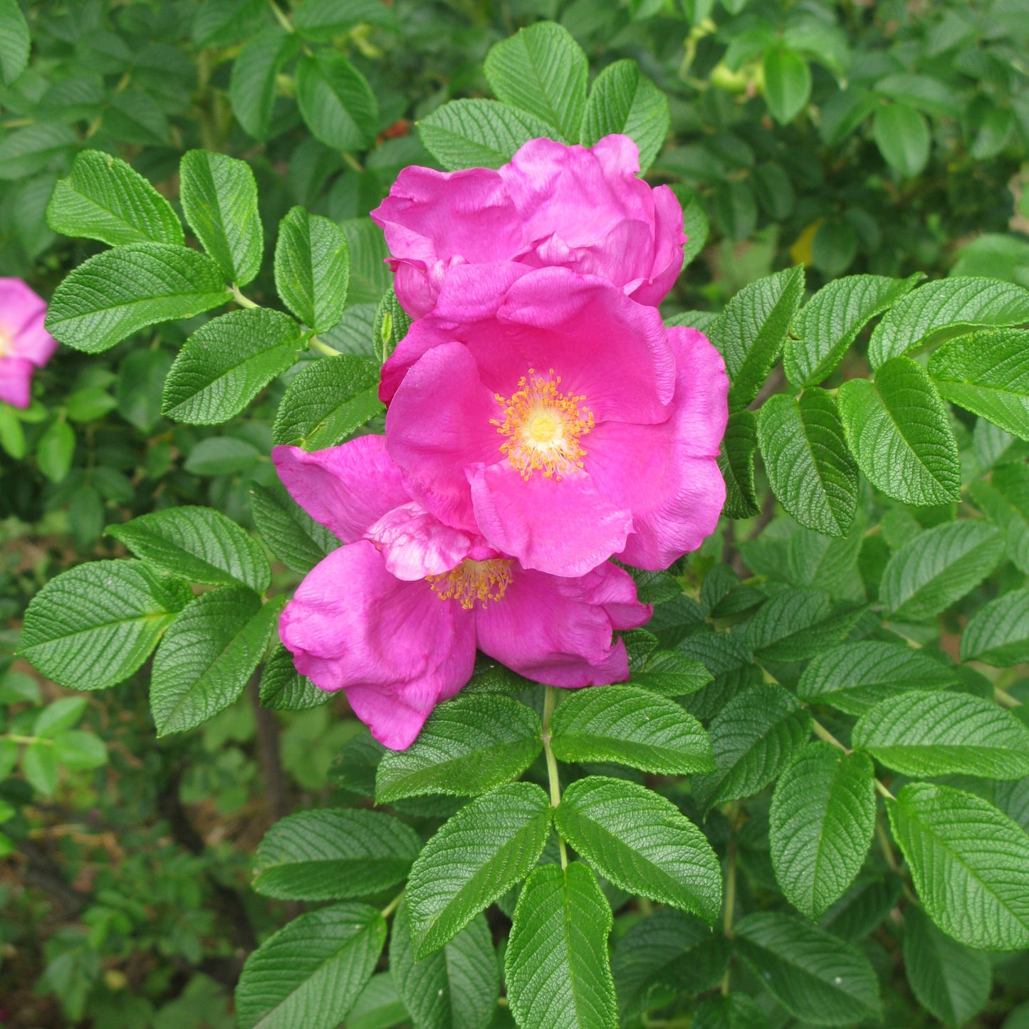 Pink Rugosa Rose Flower Seeds