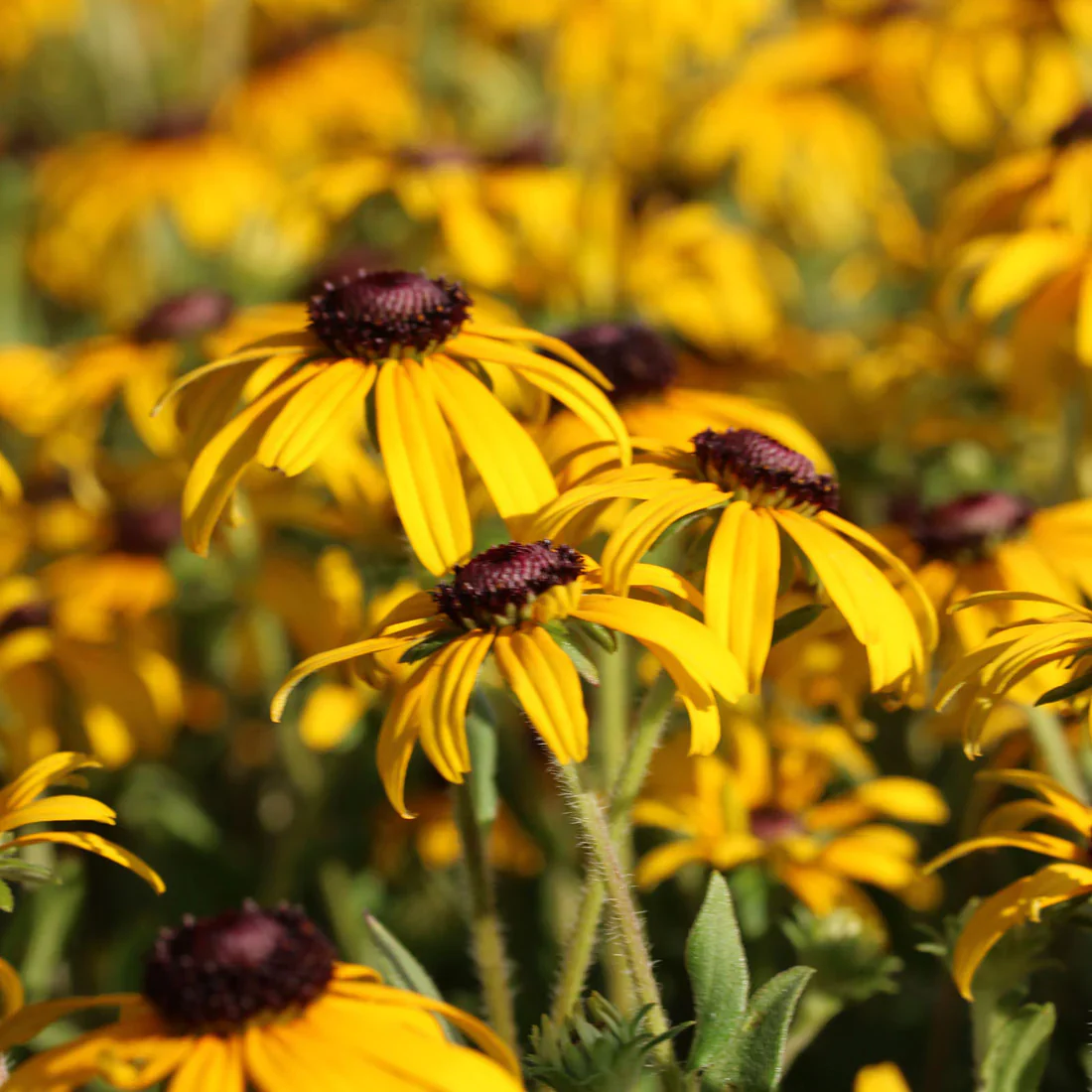 Rare Gold Rush Yellow Flowers Seeds