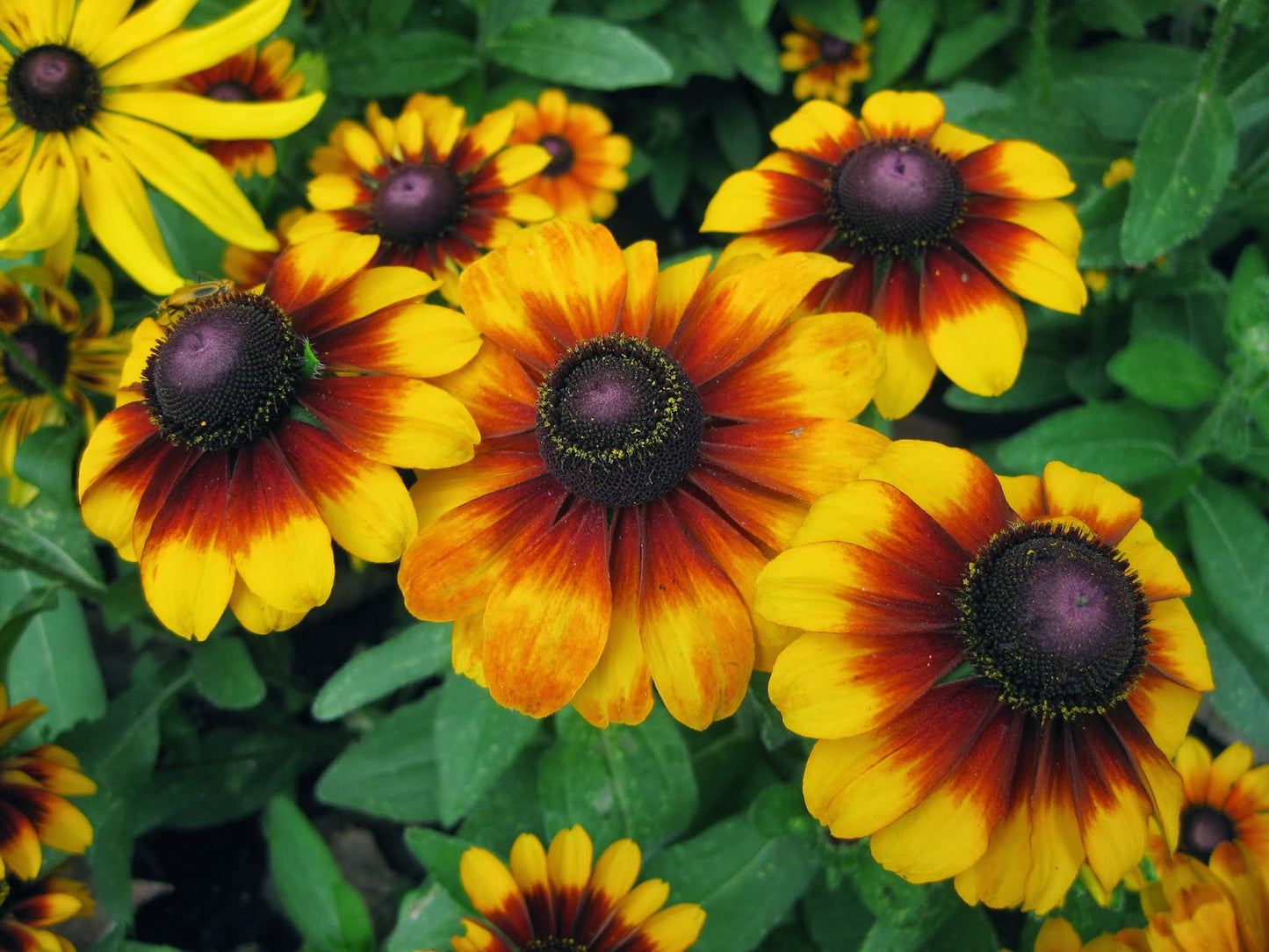Gloriosa Daisy Flowers Seeds