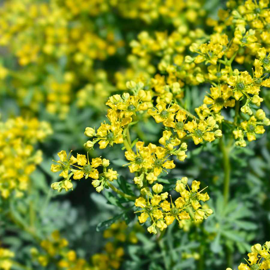 Ruta Flower seeds for Planting Premium Quality Heirloom & GMO Free Seeds for Home Garden
Sale for planting in home garden