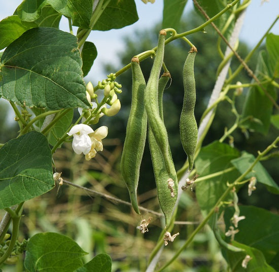 Runner Bean Vegetable Seeds