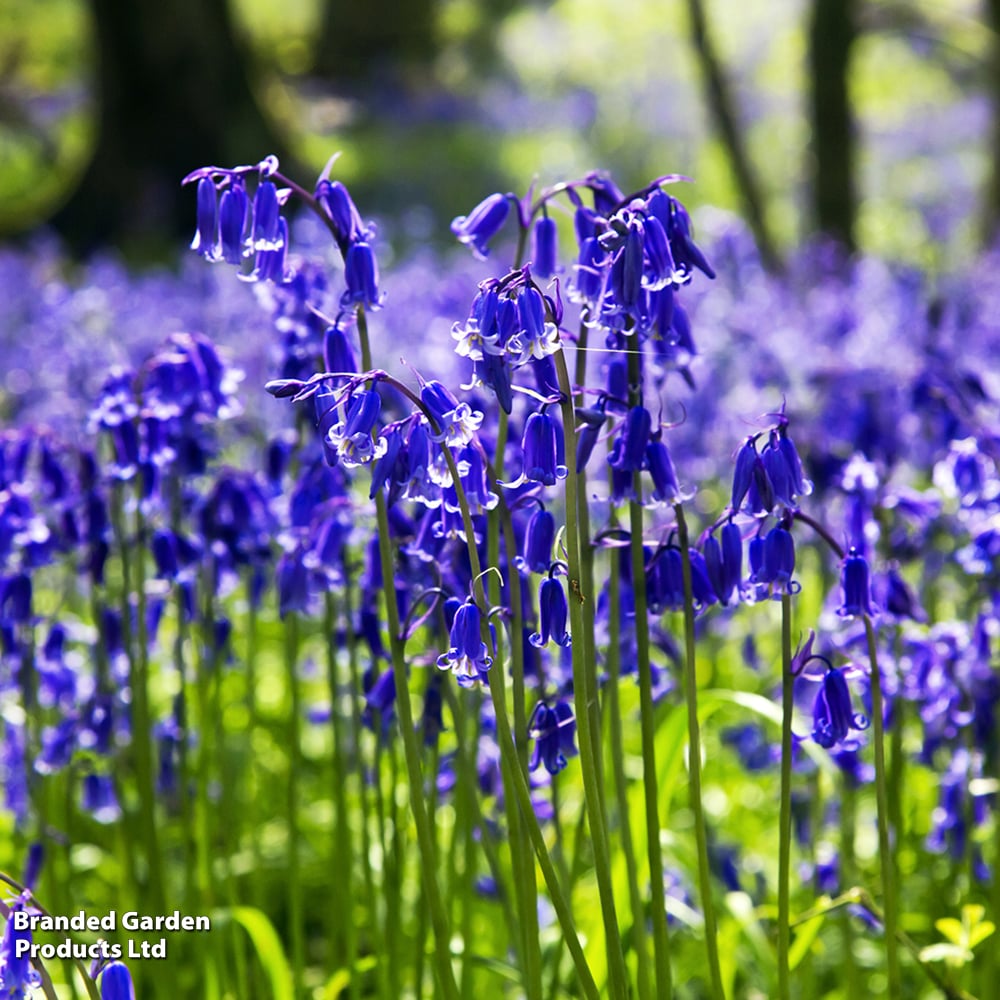 English Bell Flower seeds for Planting Perfect for Borders Heirloom & GMO Free Seeds for Home Garden