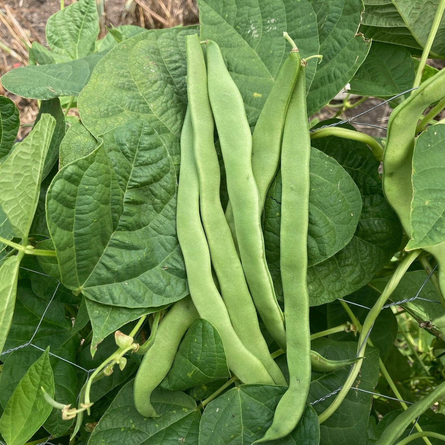 Romano Pole Bean Vegetable Seeds