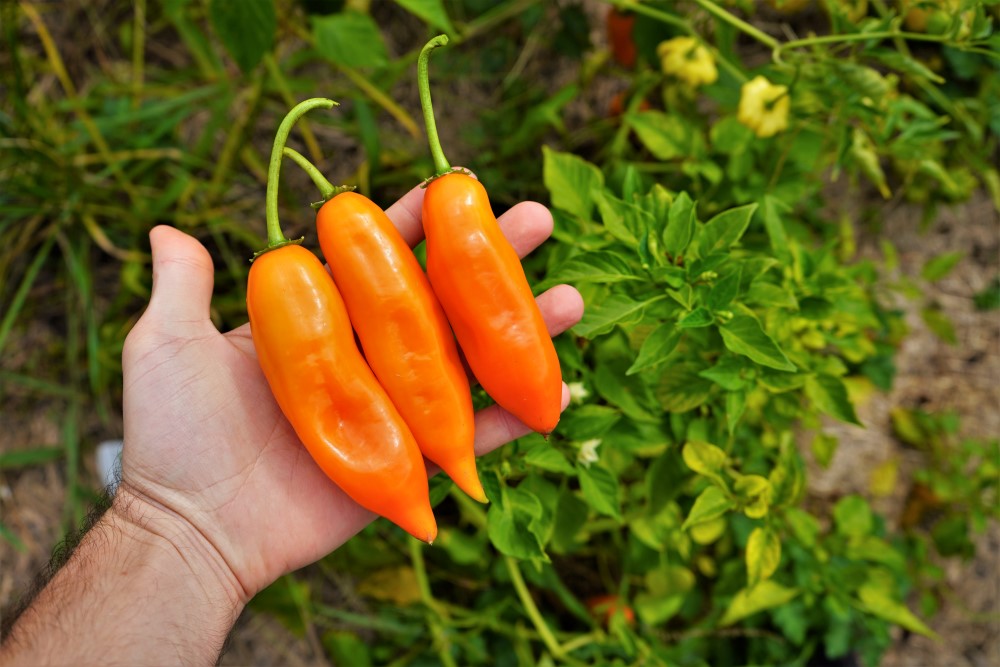 Aji Amarillo Pepper Vegetable Seeds