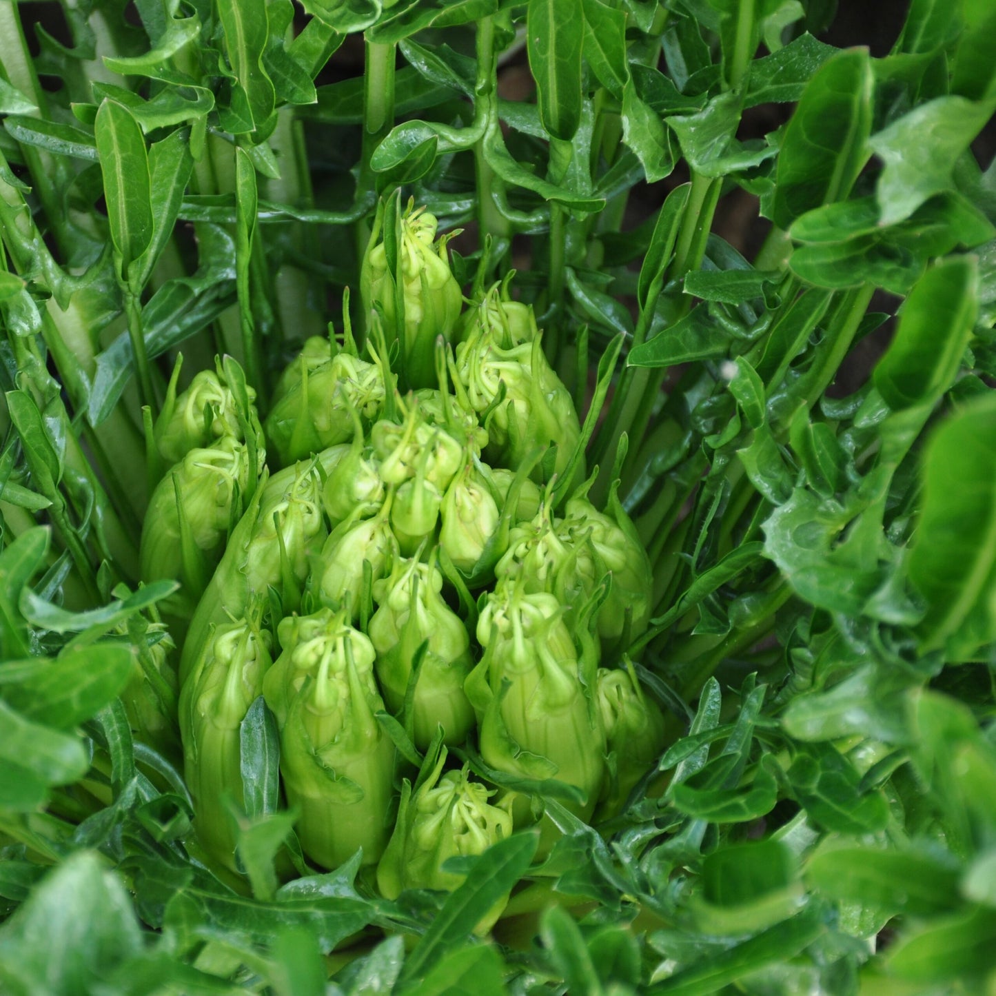 Chicory Catalogna Puntarelle Vegetable Seeds