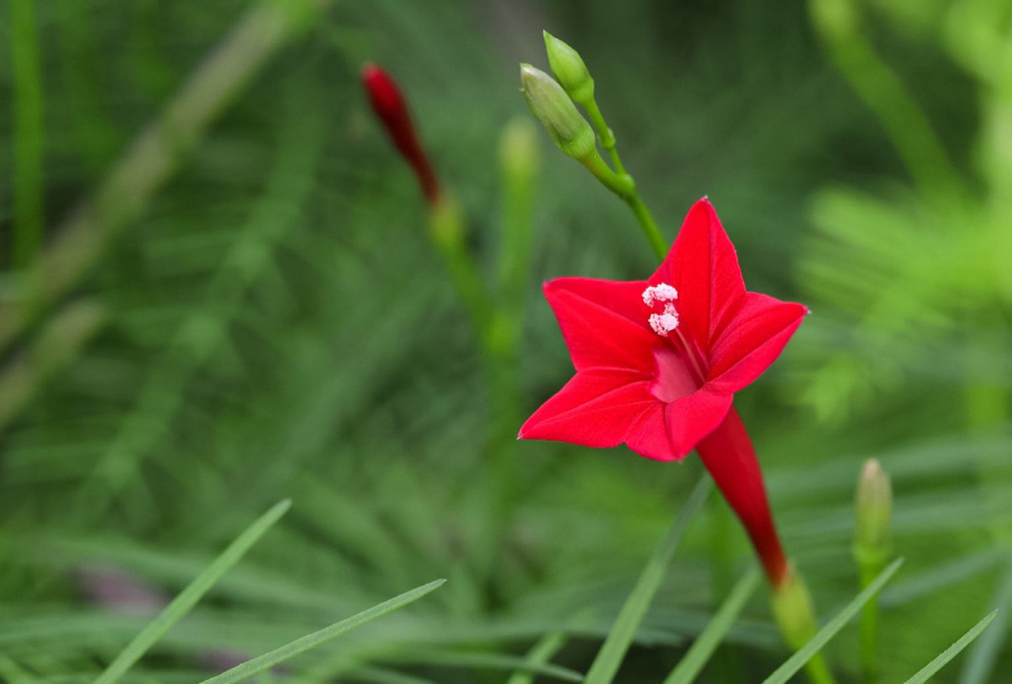 Cardinal Climber Flower Seeds