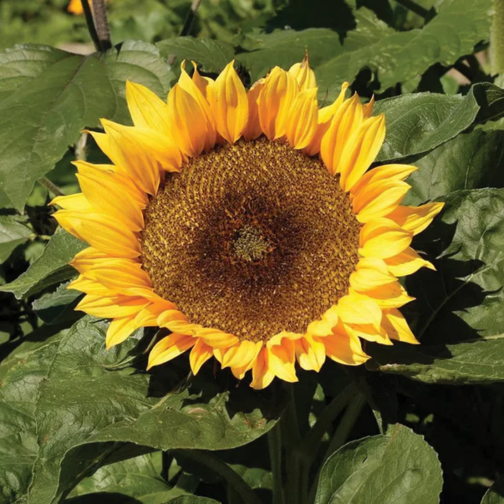 Semi di girasole Dwarf Sunspot