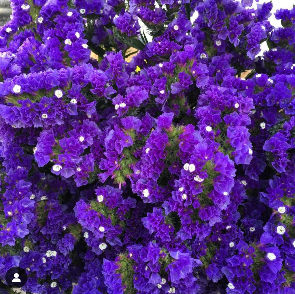 Sea Lavender Flower(Statice) Seeds