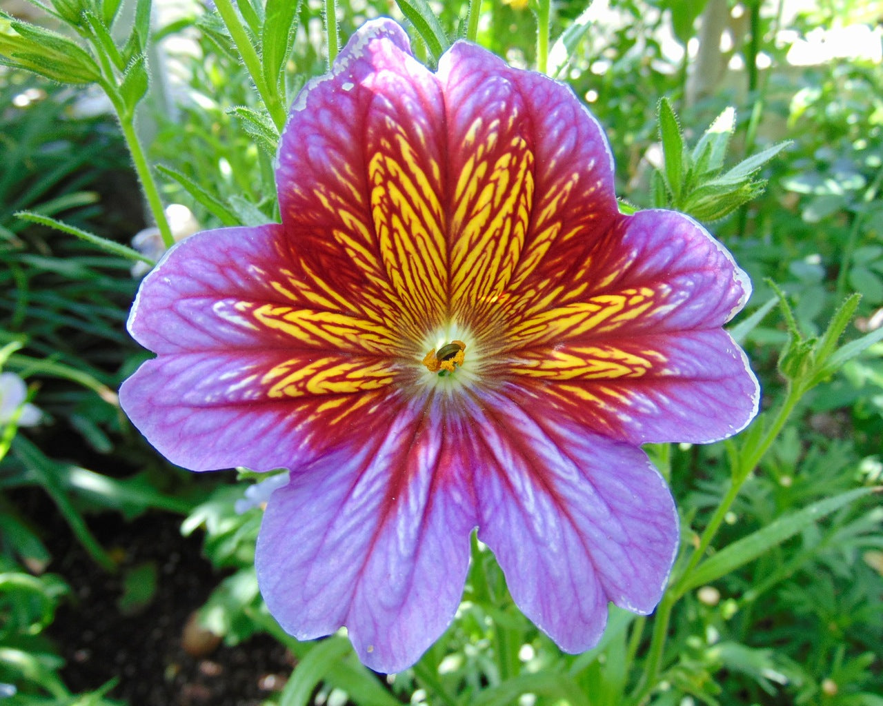 Heirloom Salpiglossis Flower seeds for Planting Fragrant Blossoms Heirloom & GMO Free Seeds for Home Garden
