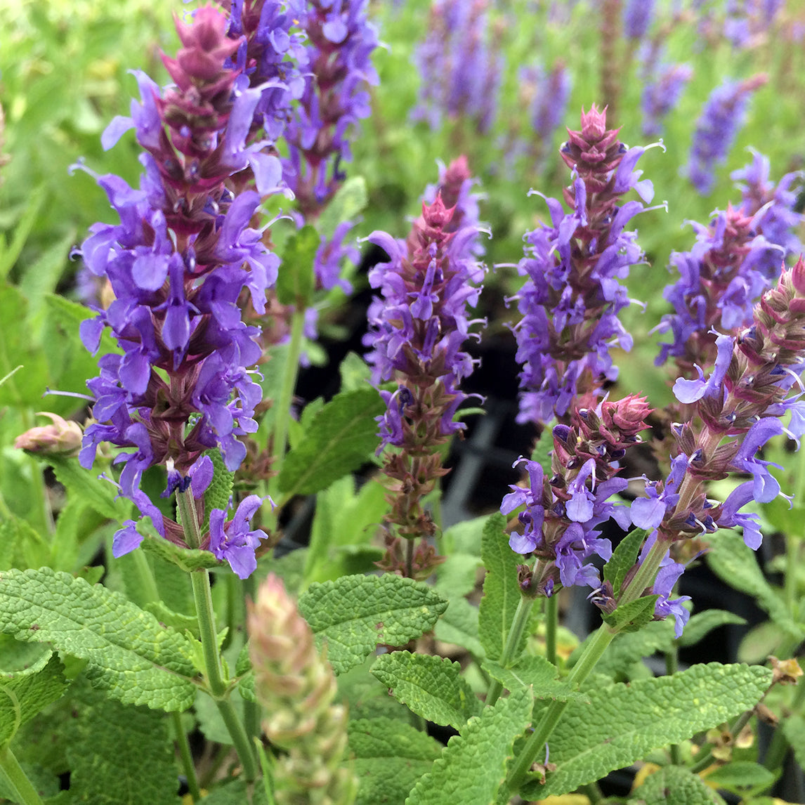 Nemorosa Flower seeds for Planting - Hardy Variety, Heirloom & GMO Free Seeds for Home Garden
Sale for planting in home garden