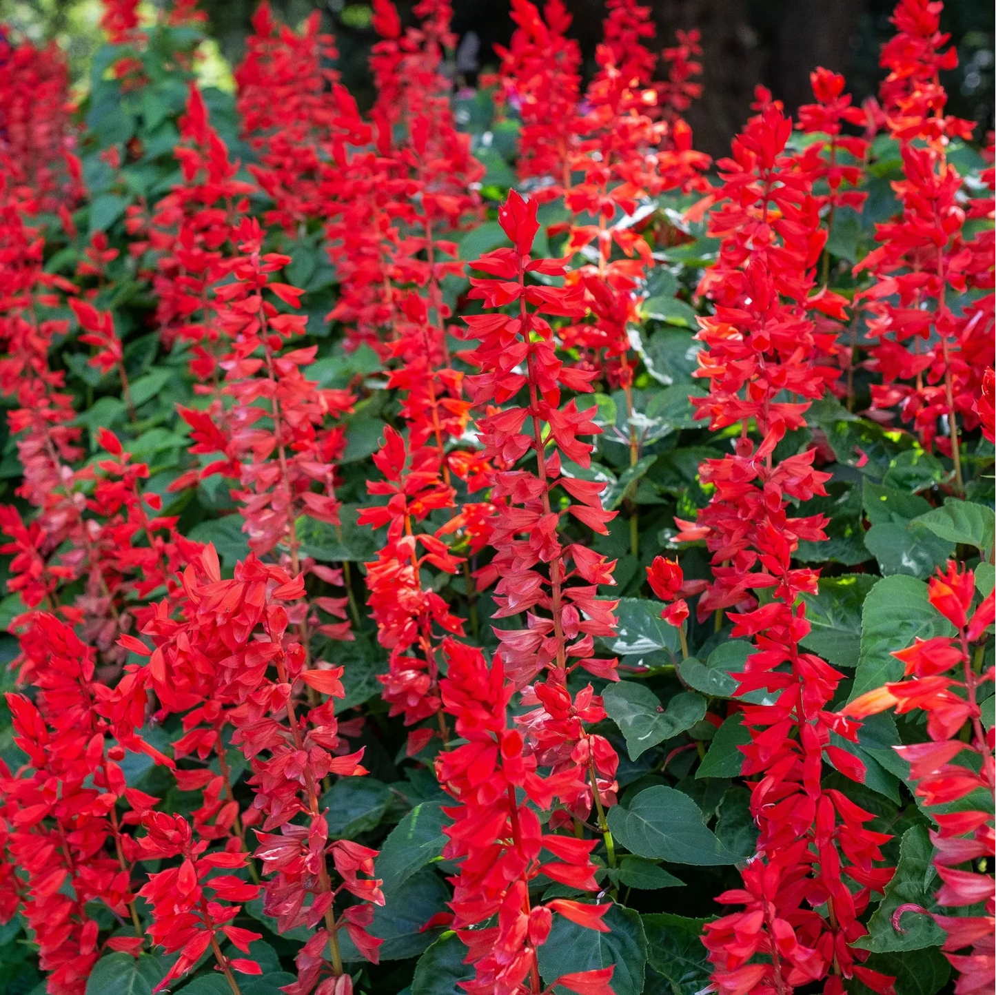 Scarlet Sage Flower Seeds (Salvia Red)