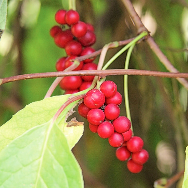 Graines de fruits aux cinq saveurs de baies