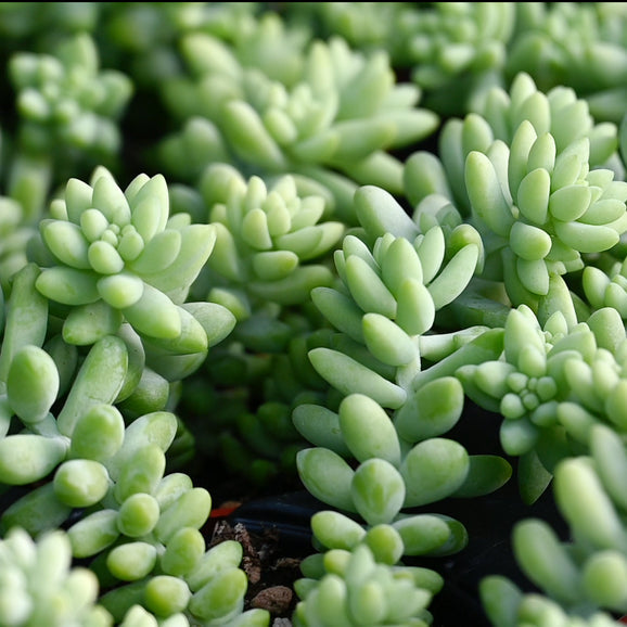 scientific name for succulent Sedum Succulent Plant Seeds for Planting – Heirloom, Non-GMO, Drought- – Pure Asia Seeds