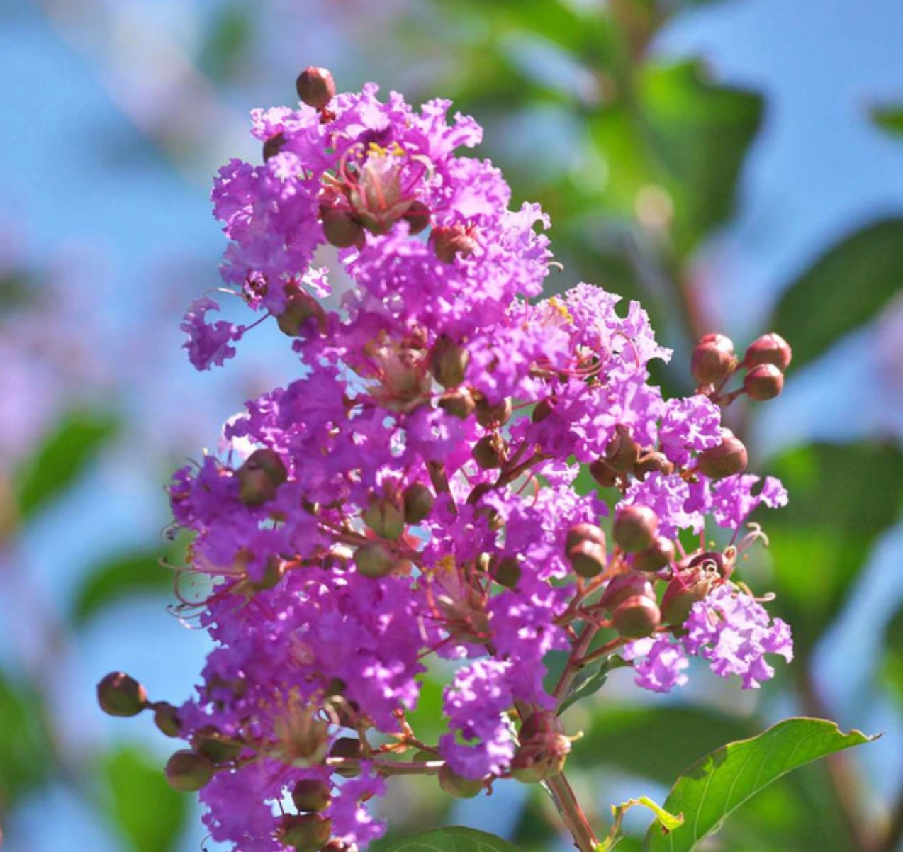 Purple Crepe Myrtle Flower Seeds