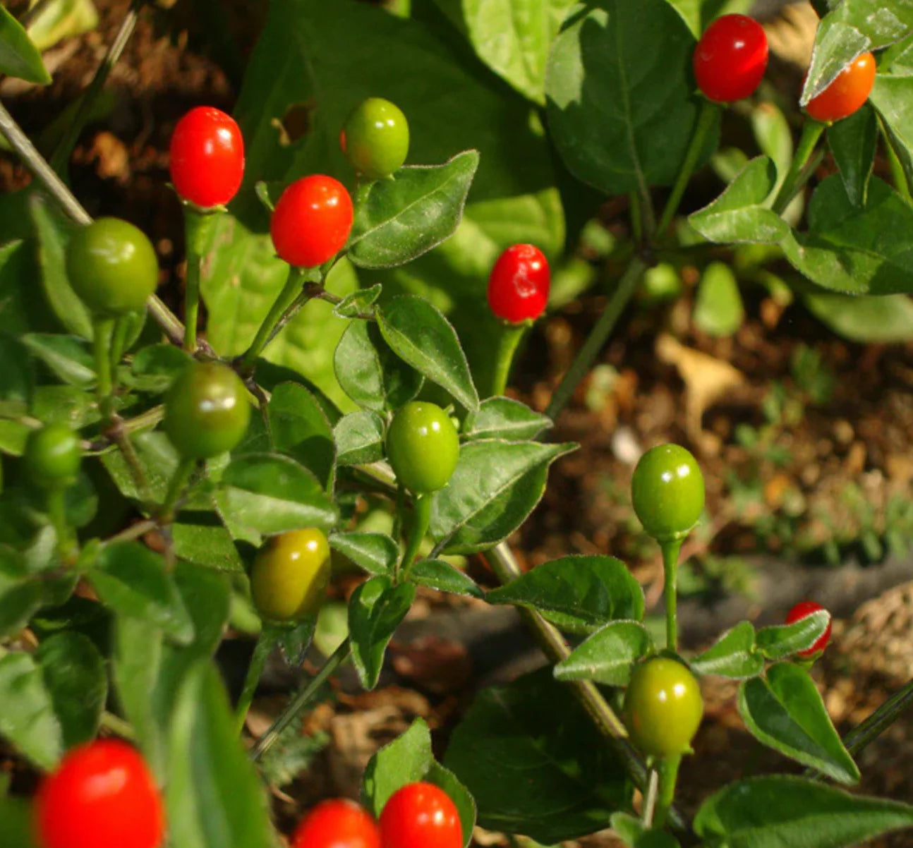 Semi di Peperoncino Chiltepin Ereditario