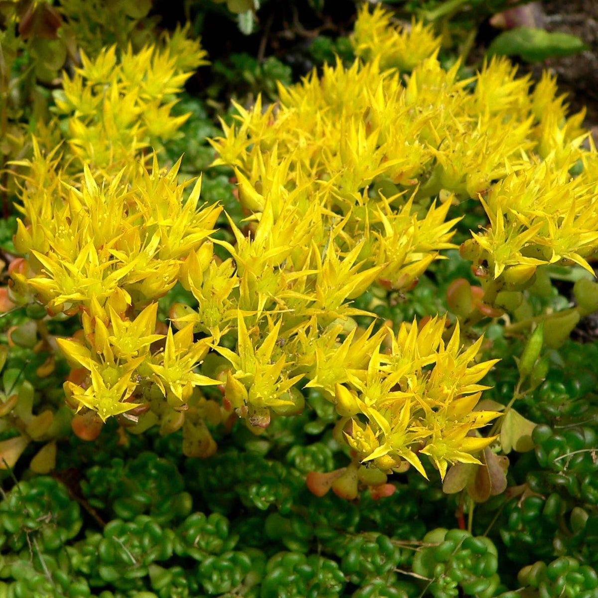 Yellow Sedum Oreganum Flower seeds for Planting - Wildflower Mix, Heirloom & GMO Free Seeds for Home Garden
Sale for planting in home garden
