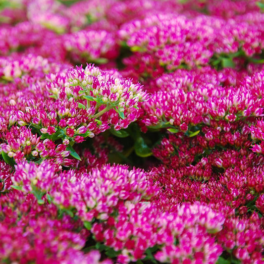 Emperor’s Wave Sedum Flower Seeds for Planting – Heirloom, Non-GMO, Easy to Grow, Succulent