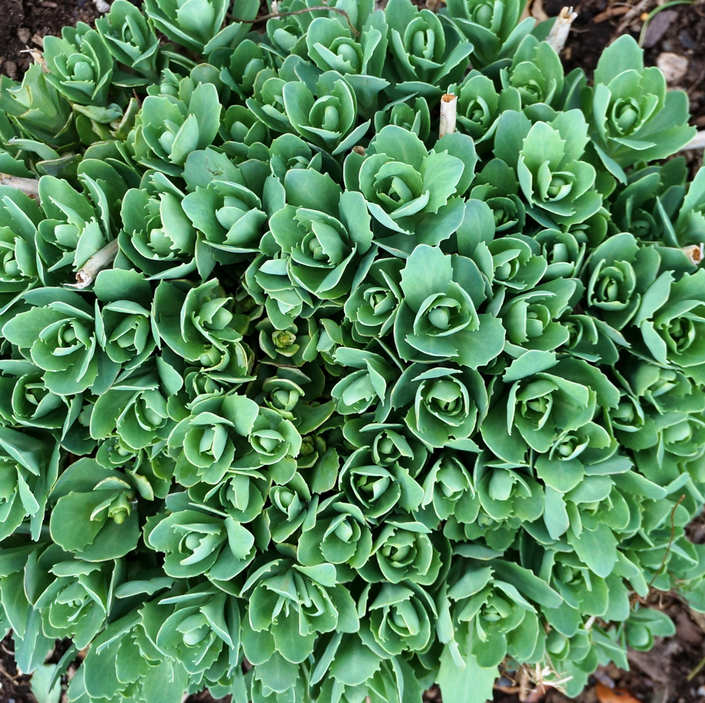 Sedum Flower seeds for Planting Fragrant Blossoms Heirloom & GMO Free Seeds for Home Garden
Sale for planting in home garden