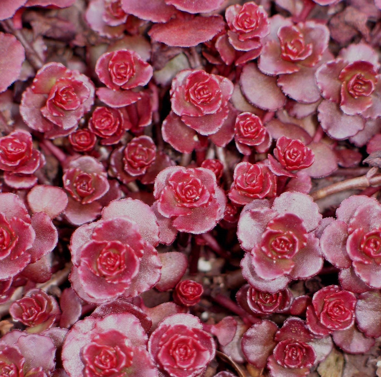 Graines de fleurs de Sedum Spurium