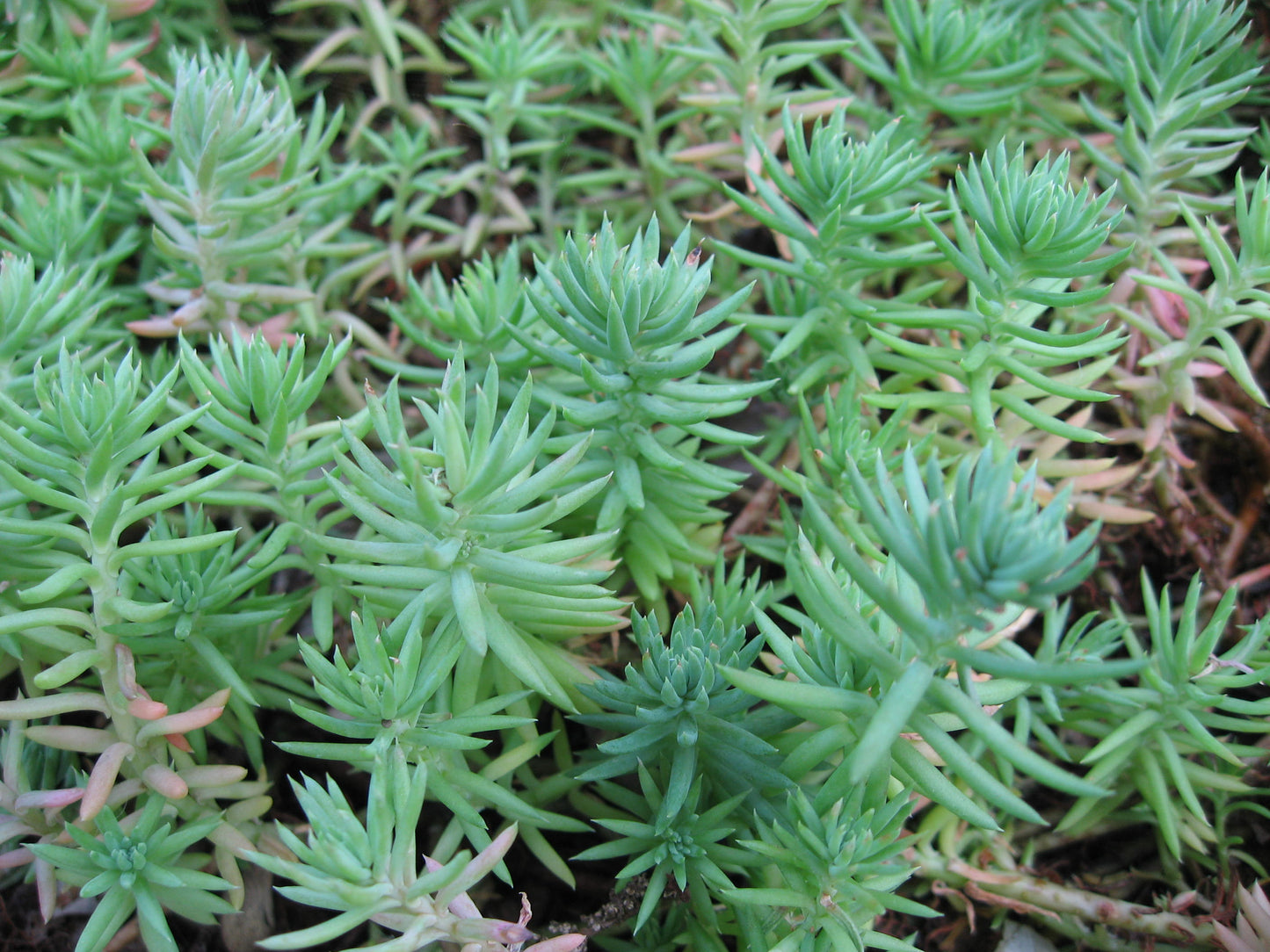 Sedum Rupestre Herb Seeds