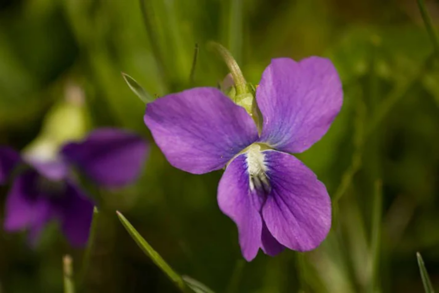 Prairie Violet Flower Seeds