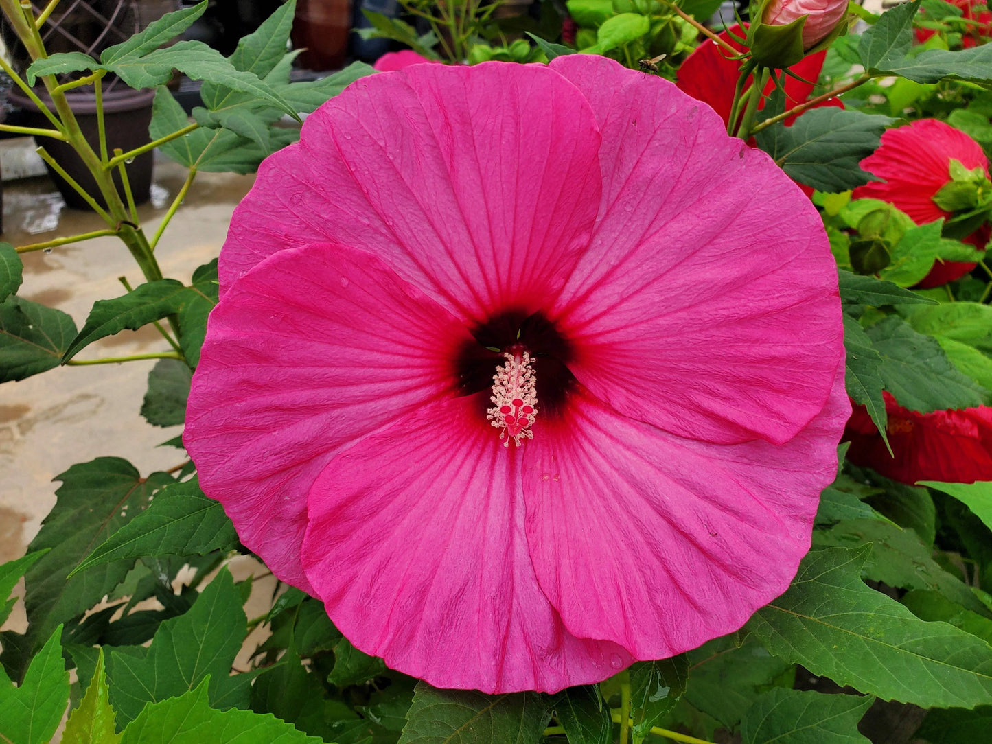 Pink Dinner Plate Hibiscus Flower Seeds