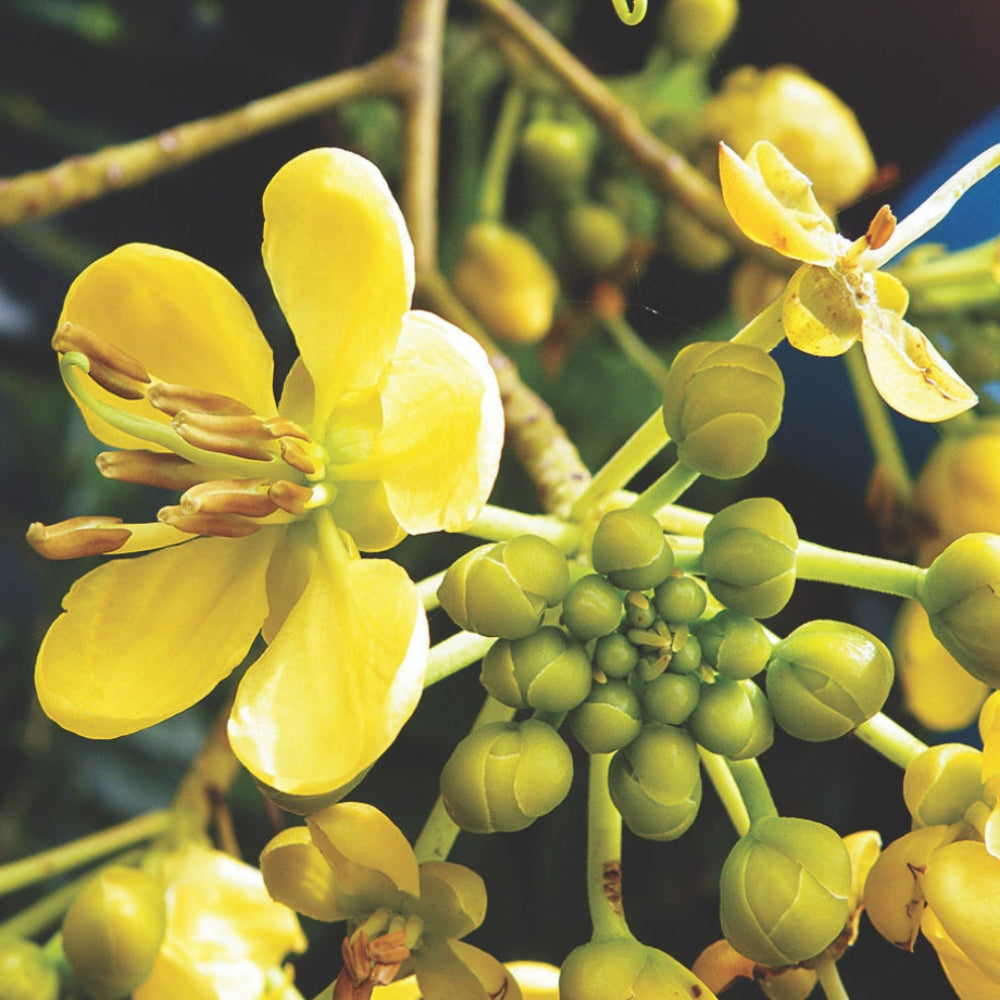 Cassia Siamea (Kassod) Tropical Flower Seeds
