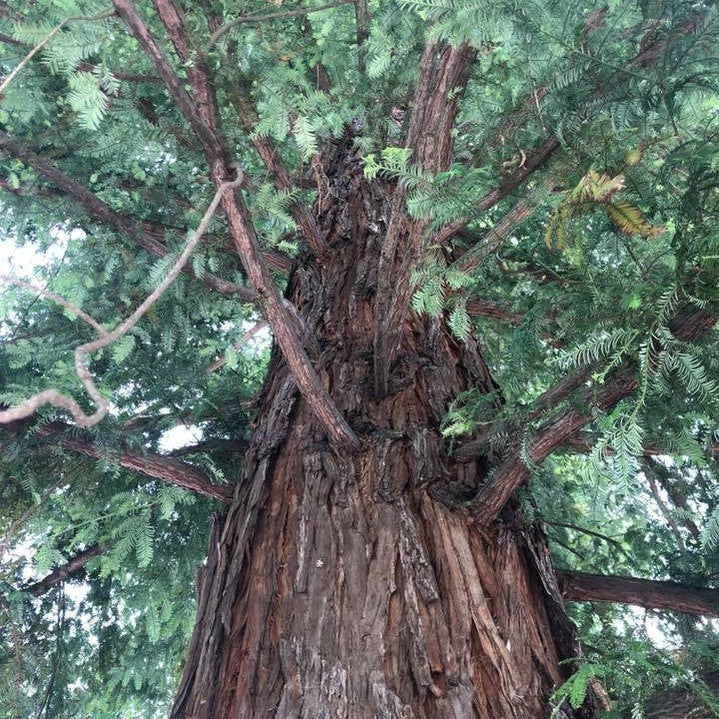 Semillas de hierba de secuoya gigante