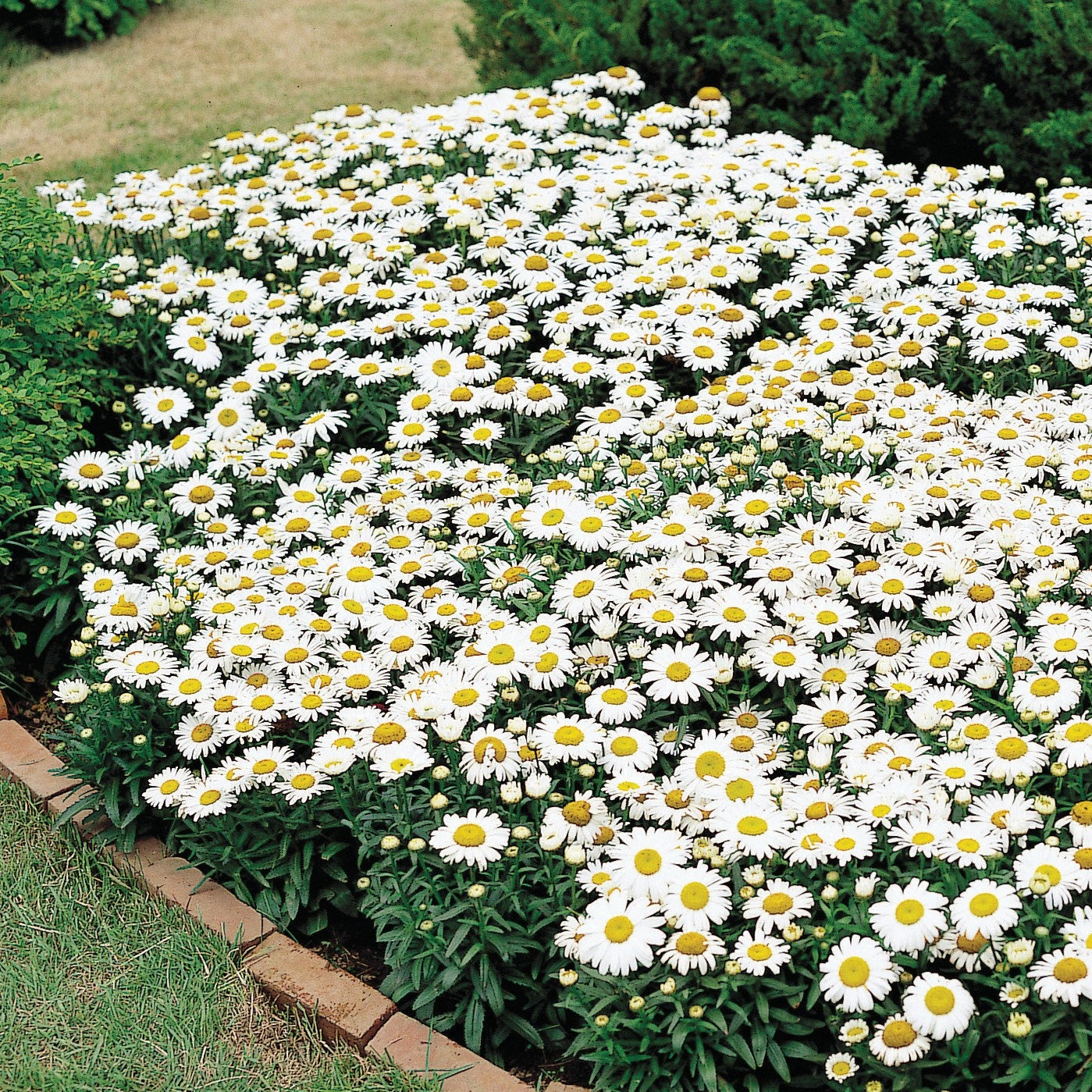 Snow Lady Shasta Daisy Flower Seeds