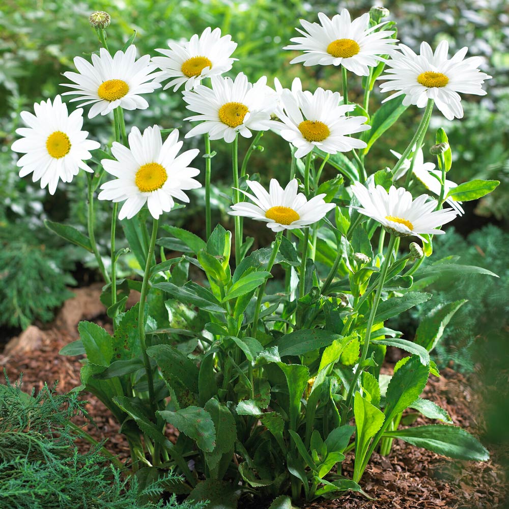 Shasta Daisy Flower Seeds
