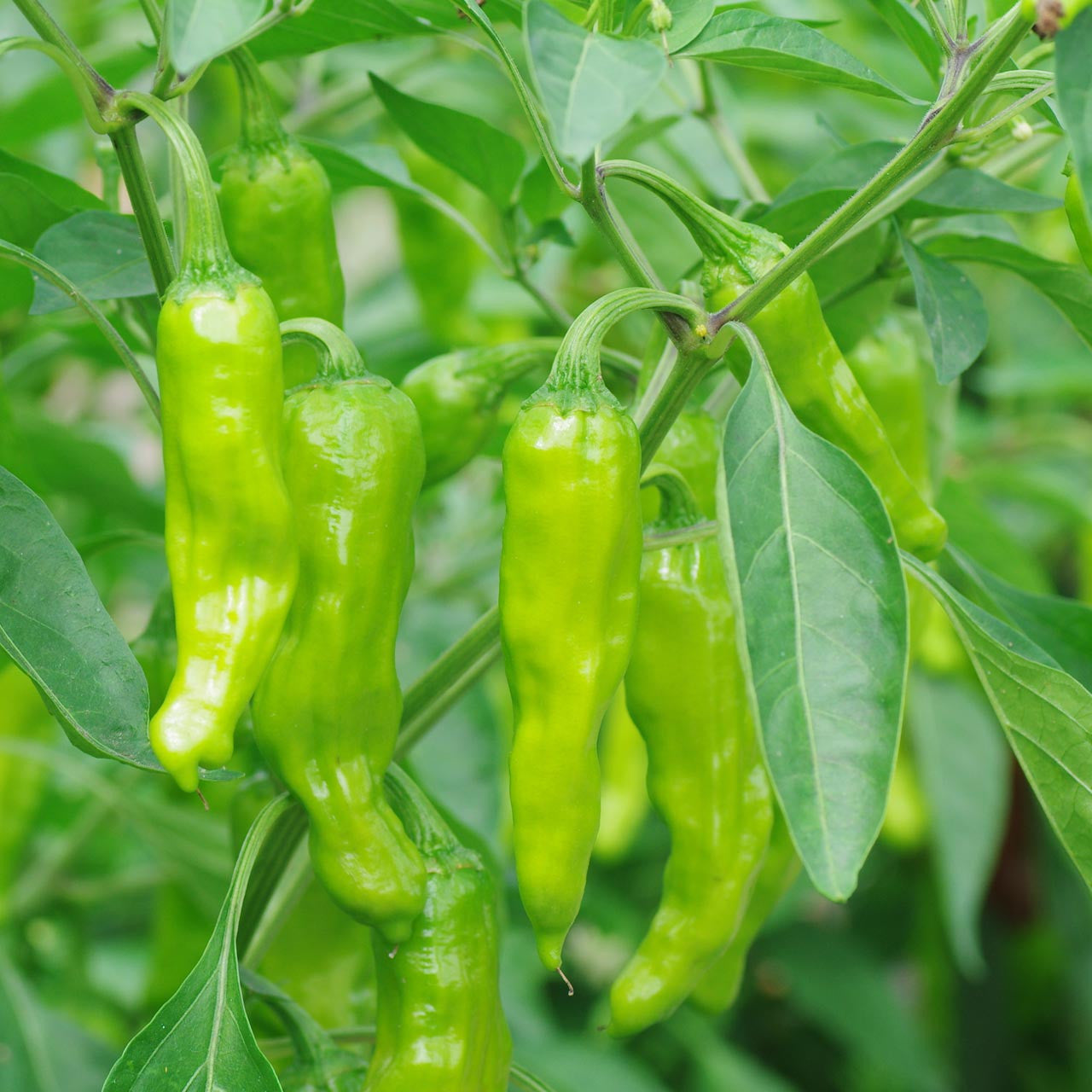 Shishito Pepper Vegetable Seeds