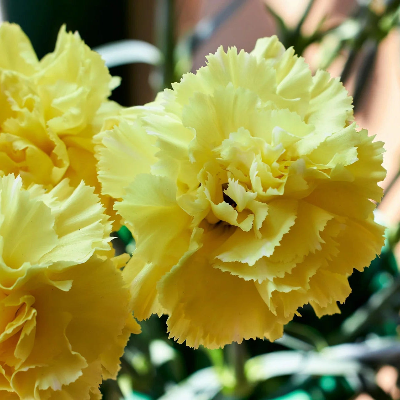 Semi di Fiore di Garofano Giallo