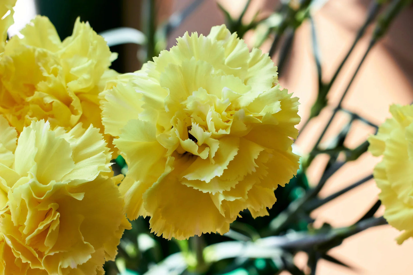 Semi di Fiore di Garofano Giallo