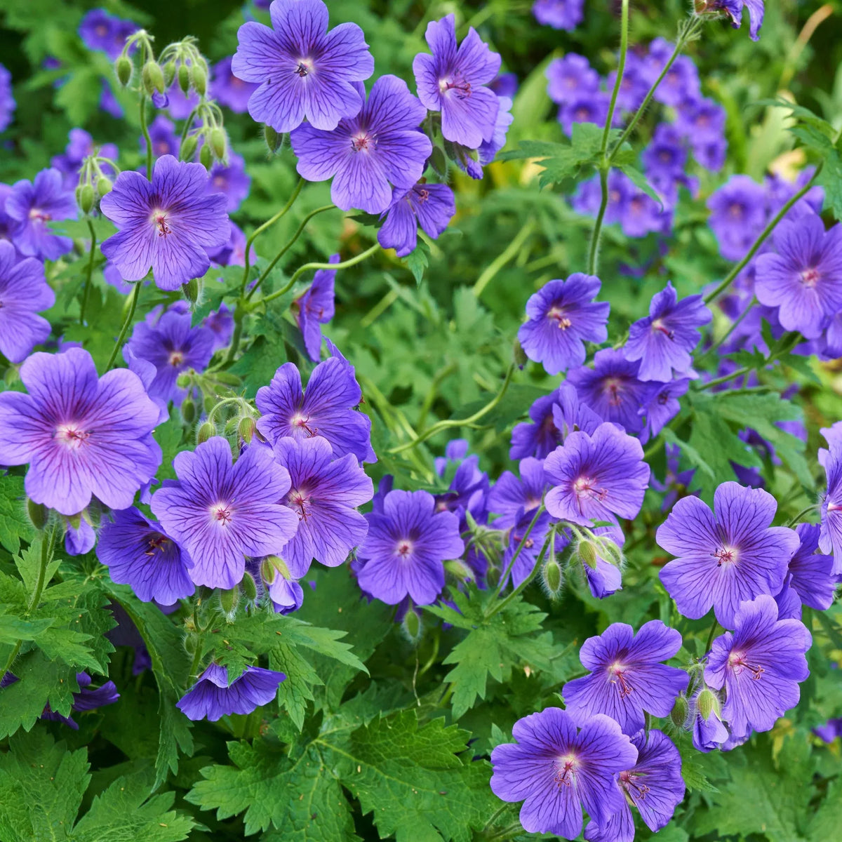 Deep Blue Geranium Flower seeds for Planting Sun Loving Heirloom & GMO Free Seeds for Home Garden
Sale seeds for home garden planting