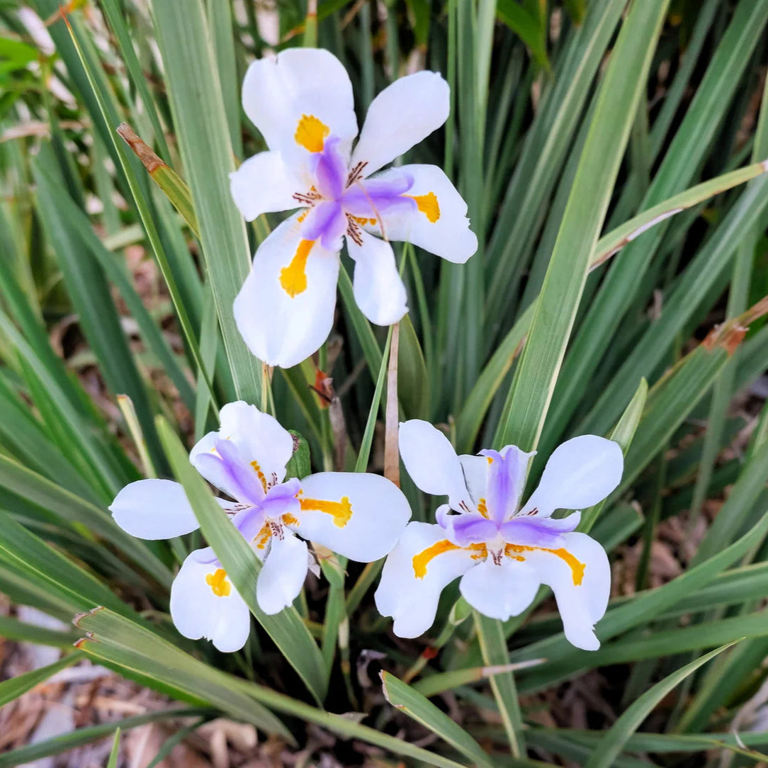 Fortnight Lily Flower Seeds (Dietes Iridioides) for Planting – Heirloom, Non-GMO, Easy to Grow, Perennial