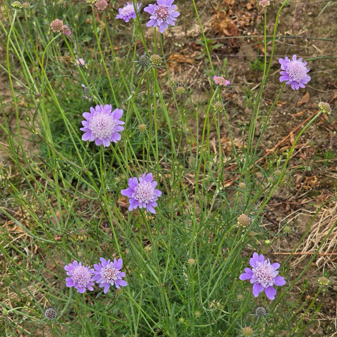 Scabious Flower seeds for Planting - Fragrant Blossoms, Heirloom & GMO Free Seeds for Home Garden
Sale for planting in home garden