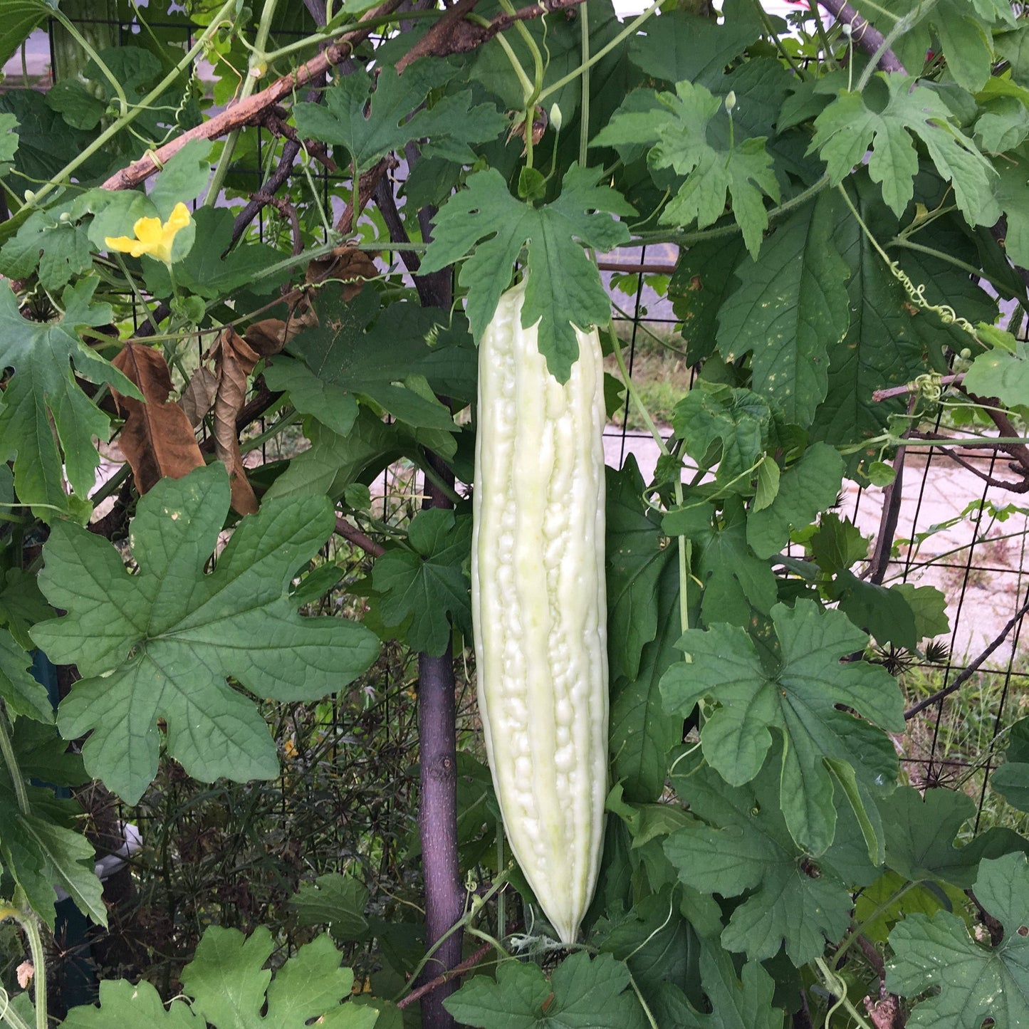 スムース苦瓜野菜の種