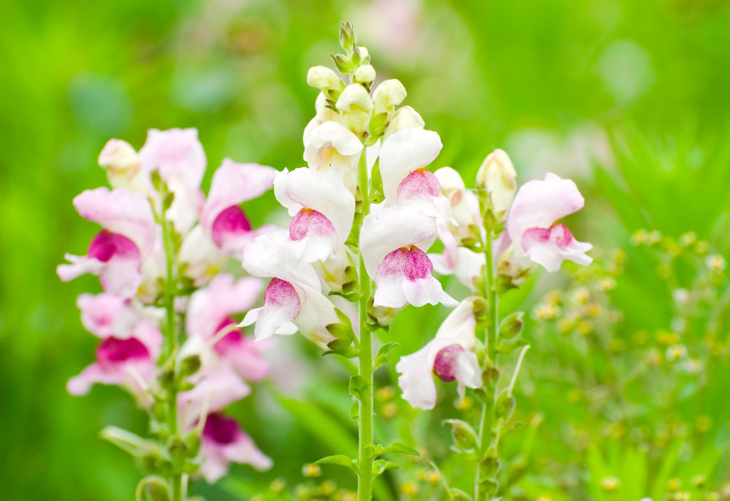 Snapdragon Antirrhinum Majus Flower Seeds