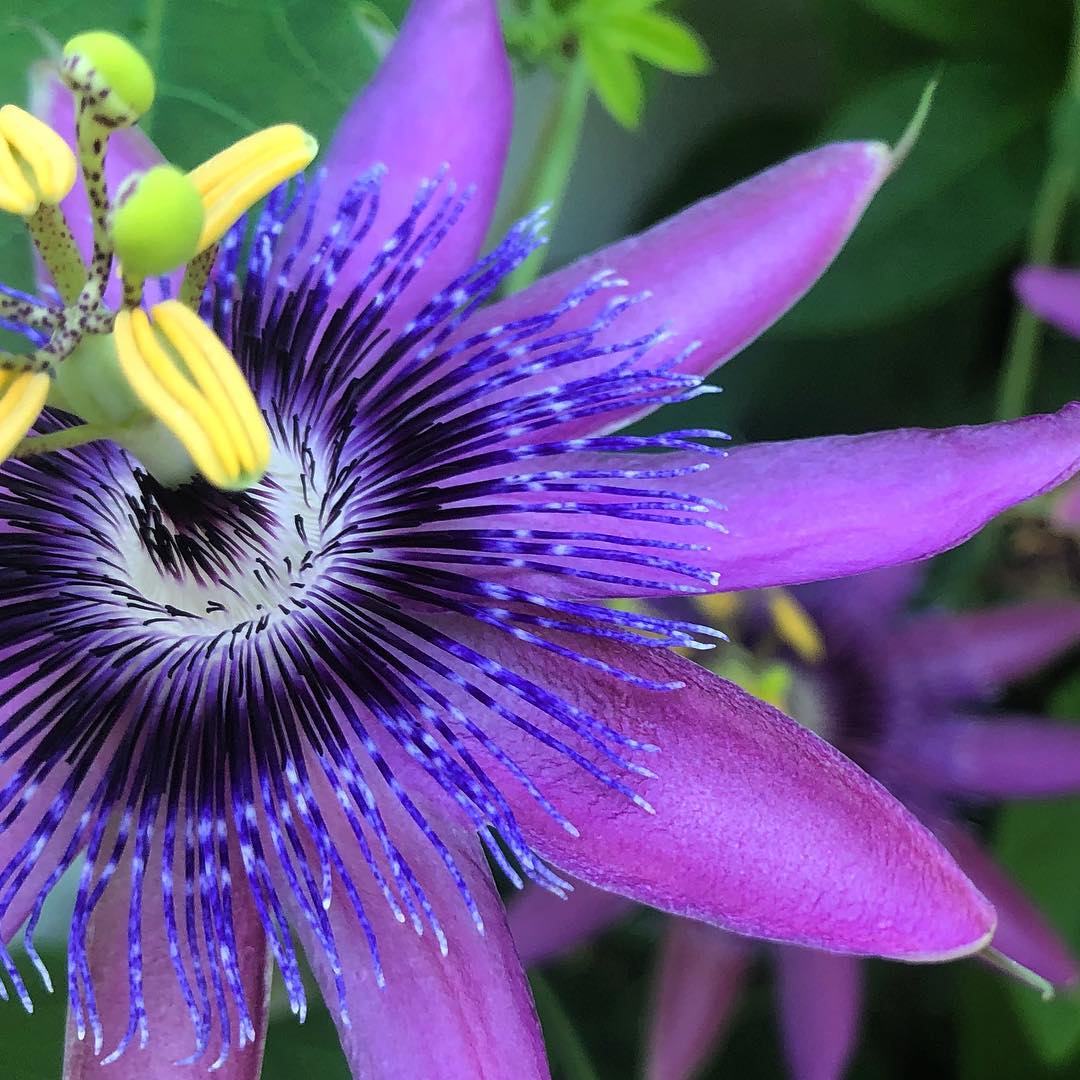 krishna kamal plant seeds Purple Grandilla Passion Flower Seeds for Planting – Heirloom, Non-GMO – Pure Asia Seeds