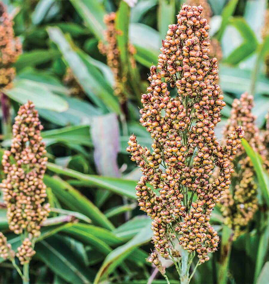 Broom Corn Plant Seeds