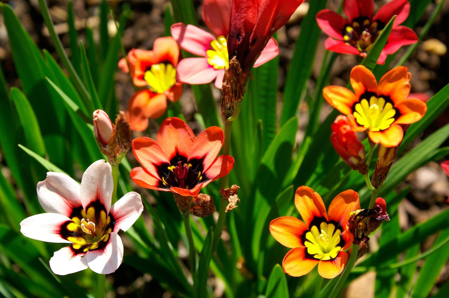 Sparaxis Tricolor 'Orange' Flower Seeds